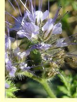 Фацелия рябинолистная(Phacelia tanacetifolia Benth.) Фацелия рябинолистная(Phacelia tanacetifolia Benth.)